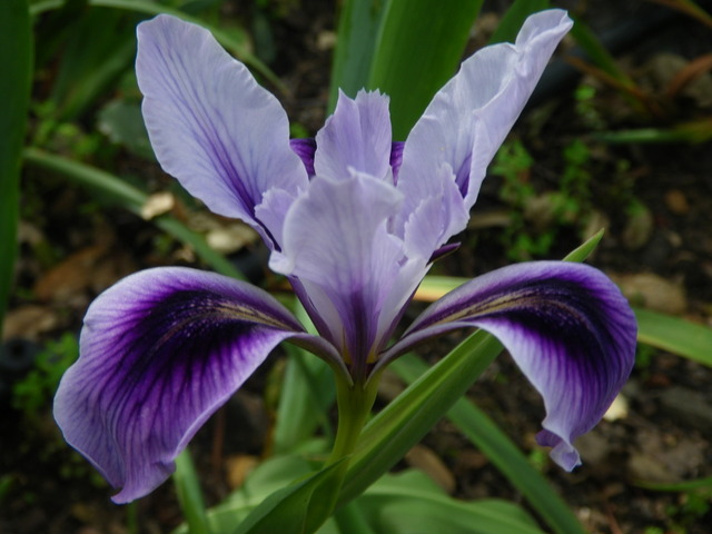 Douglas Iris