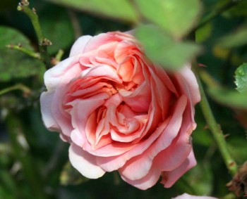 Get the right tools for pruning your roses