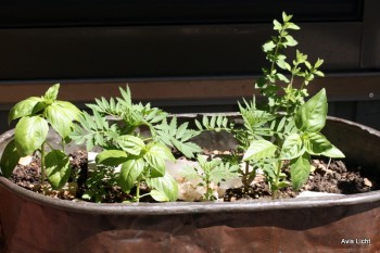 Growing herbs in a container near the house is easy and convenient.