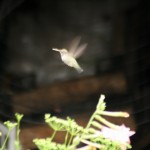 June in the Edible Landscaped Garden