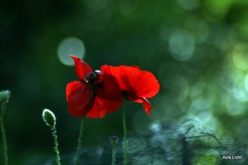 Red Poppies