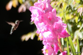 Hummingbird