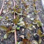 Lettuce and drip irrigation