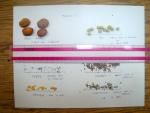 Sowing Seed for Your Edible Landscape - How to test your old seed for viability